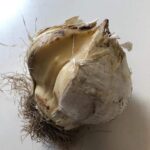 Allium Ambassador® - immagine 2