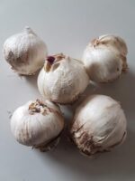 Allium Purple Sensation - immagine 2