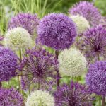 Allium Allium Mixed