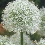 Allium Mount Everest