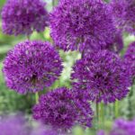Allium Purple Sensation