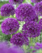 Allium Purple Sensation