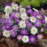 Anemone Mixed