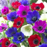Anemone Caen Mixed