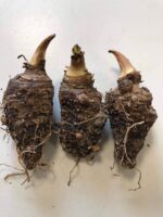 Zantedeschia Aethiopica - immagine 2