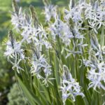 Camassia Cusickii