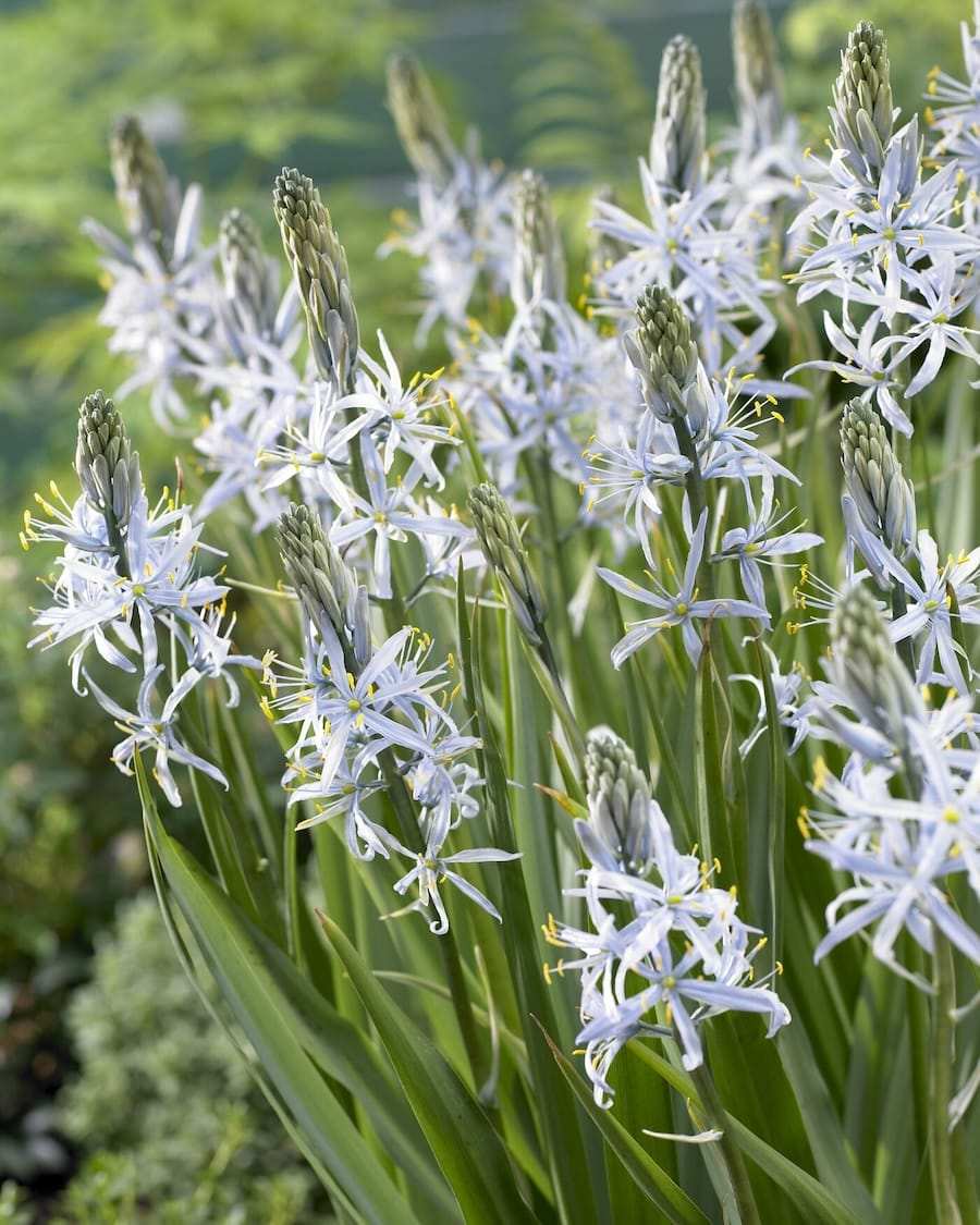 Camassia Cusickii visi67248 Camassia Cusickii - immagine 1