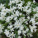 Chionodoxa Luciliae