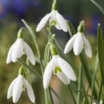 Galanthus Elwesii