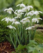 Galanthus Nivalis - immagine 2