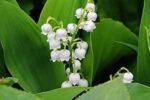 Mughetto – Convallaria Majalis - immagine 2