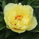 Peonia Itoh (Arbustiva) – Bartzella