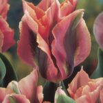 Tulipa Artist