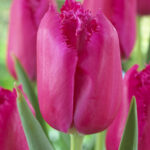 Tulipani Crispa – Burgundy Lace