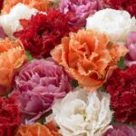 Tulipa Crispa Double Mixed