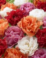Tulipa Crispa Double Mixed