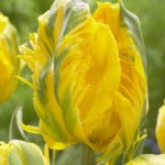 Tulipa Eagle Wings