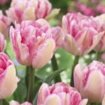 Tulipa Foxtrot®