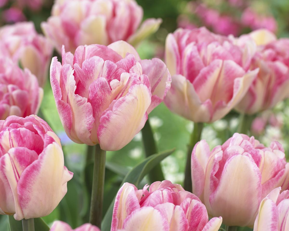 Tulipa-Foxtrot-visi126519 Tulipa Foxtrot® - immagine 1
