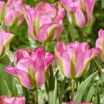 Tulipa Groenland