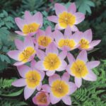 Tulipa Bakeri Lilac Wonder