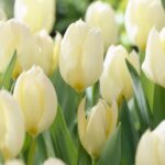 Tulipa Purissima