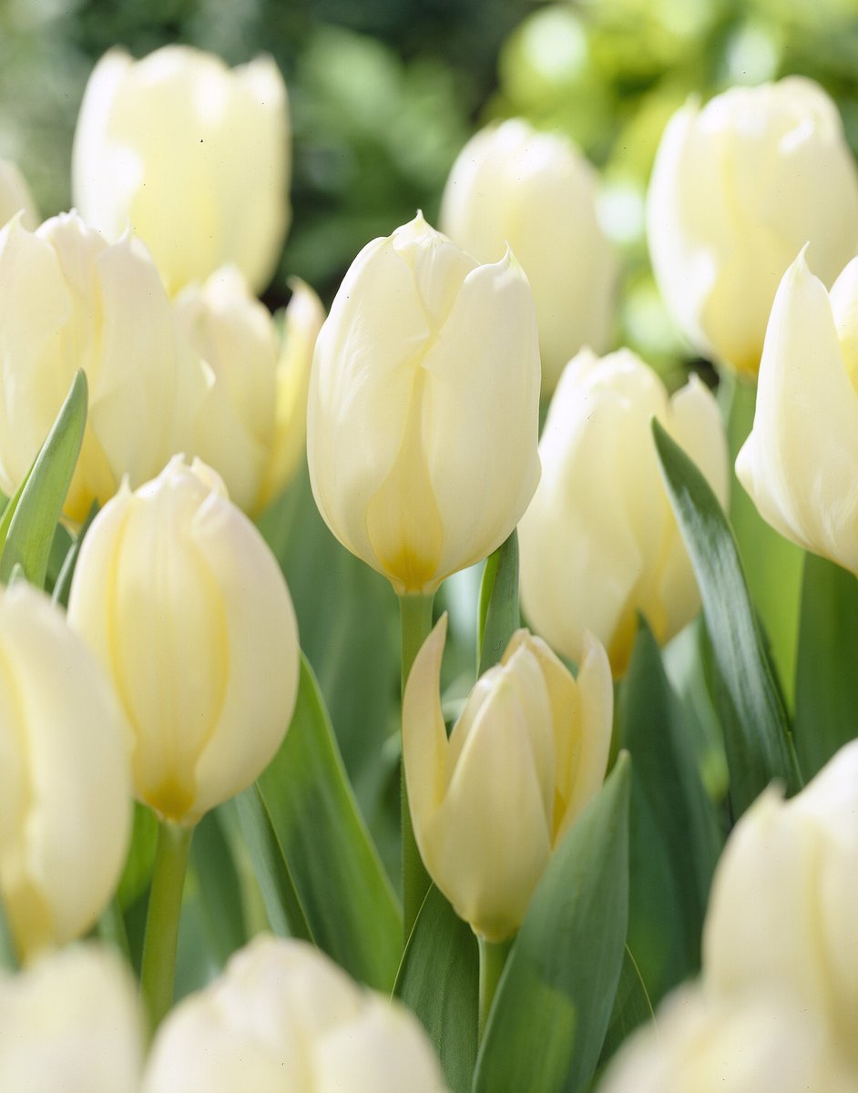 Tulipa-Purissima-visi59722 Tulipa Purissima - immagine 1