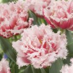 Tulipa Queensland®