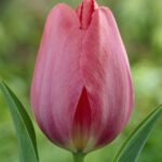 Tulipa Van Eijk®