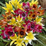 Tulipa Botanical Mixed