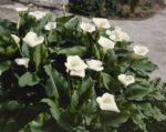 Zantedeschia Aethiopica - immagine 3