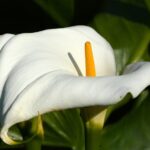 Zantedeschia Aethiopica