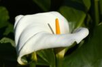 Zantedeschia Aethiopica