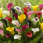 Zantedeschia Mixed