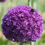 Allium Ambassador®