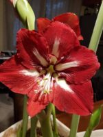 Amaryllis Barbados® - immagine 2