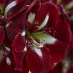 Amaryllis Barbados®