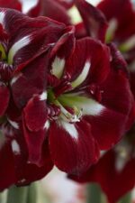 Amaryllis Barbados®
