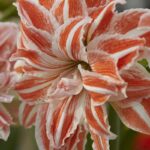 Amaryllis Dancing Queen