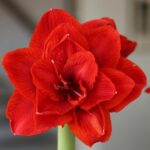 Amaryllis Double King®