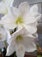 Amaryllis Mount Blanc - immagine 2