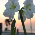 Amaryllis Mount Blanc