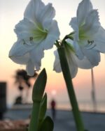 Amaryllis Mount Blanc