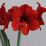 Amaryllis Red Lion