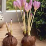 Colchicum Giant