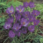 Crocus Ruby Giant