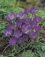 Crocus Ruby Giant