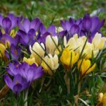 Crocus Botanical Mixed