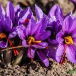 Crocus Sativus