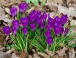 Crocus Ruby Giant - immagine 2